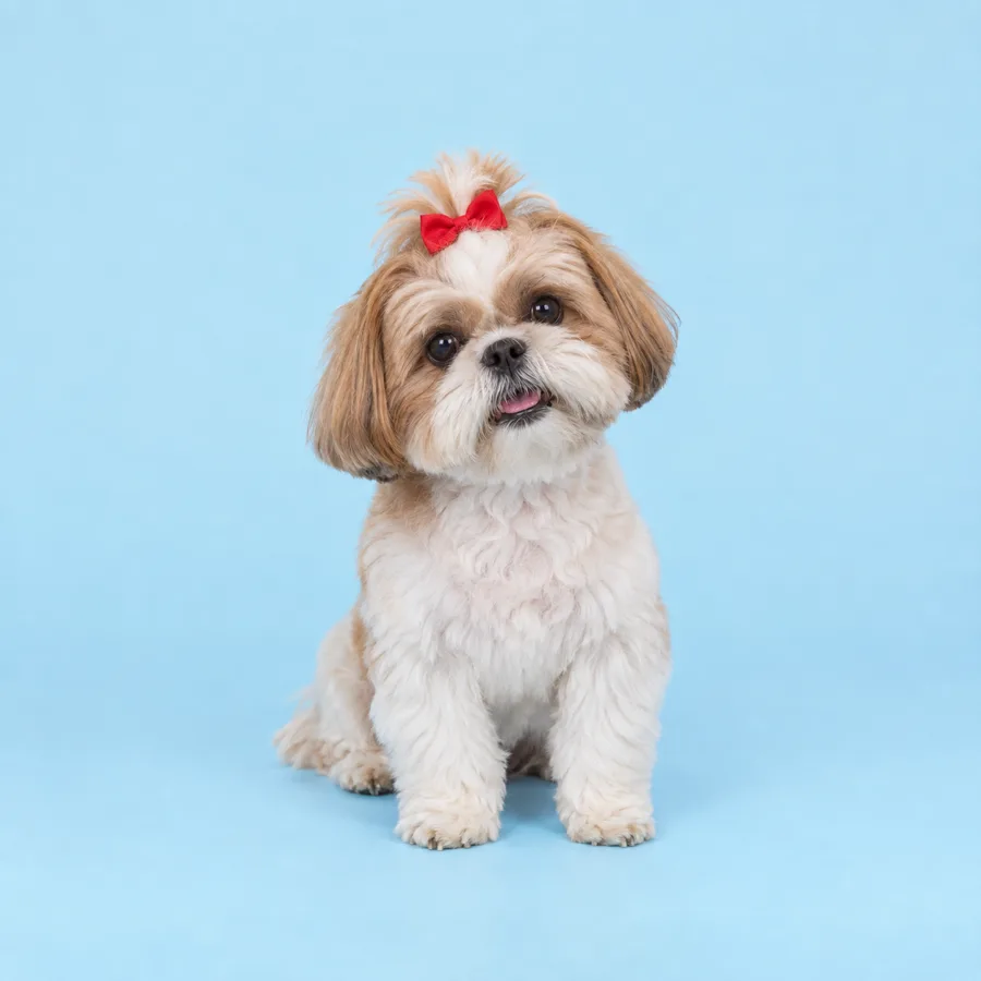 Mochi, a white and gold shih tzu with a small red bow, sitting on a sky blue backdrop